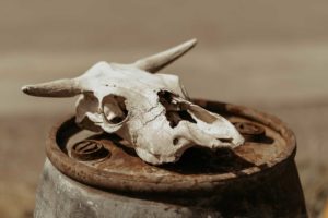 Crâne de bovin en milieu désertique en Patagonie.