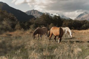 Chevaux qui broute l'herbe au milieu des montagnes.