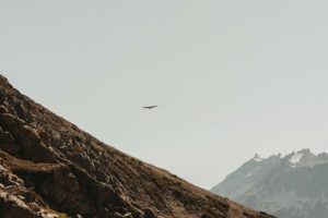 Condor dans les Cordillères des Andes.
